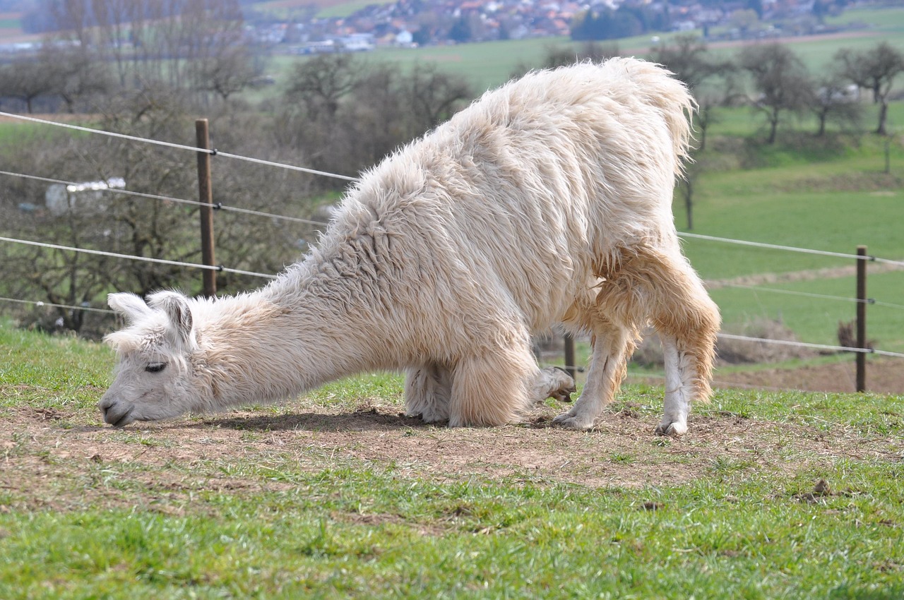 各种国外VX号：购买美国商品的视频平台