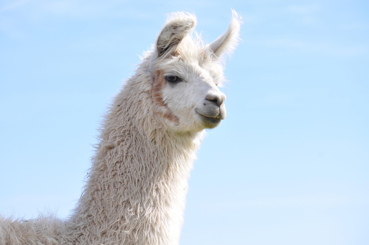 DDOS攻击平台|江苏注册公司代理记账费